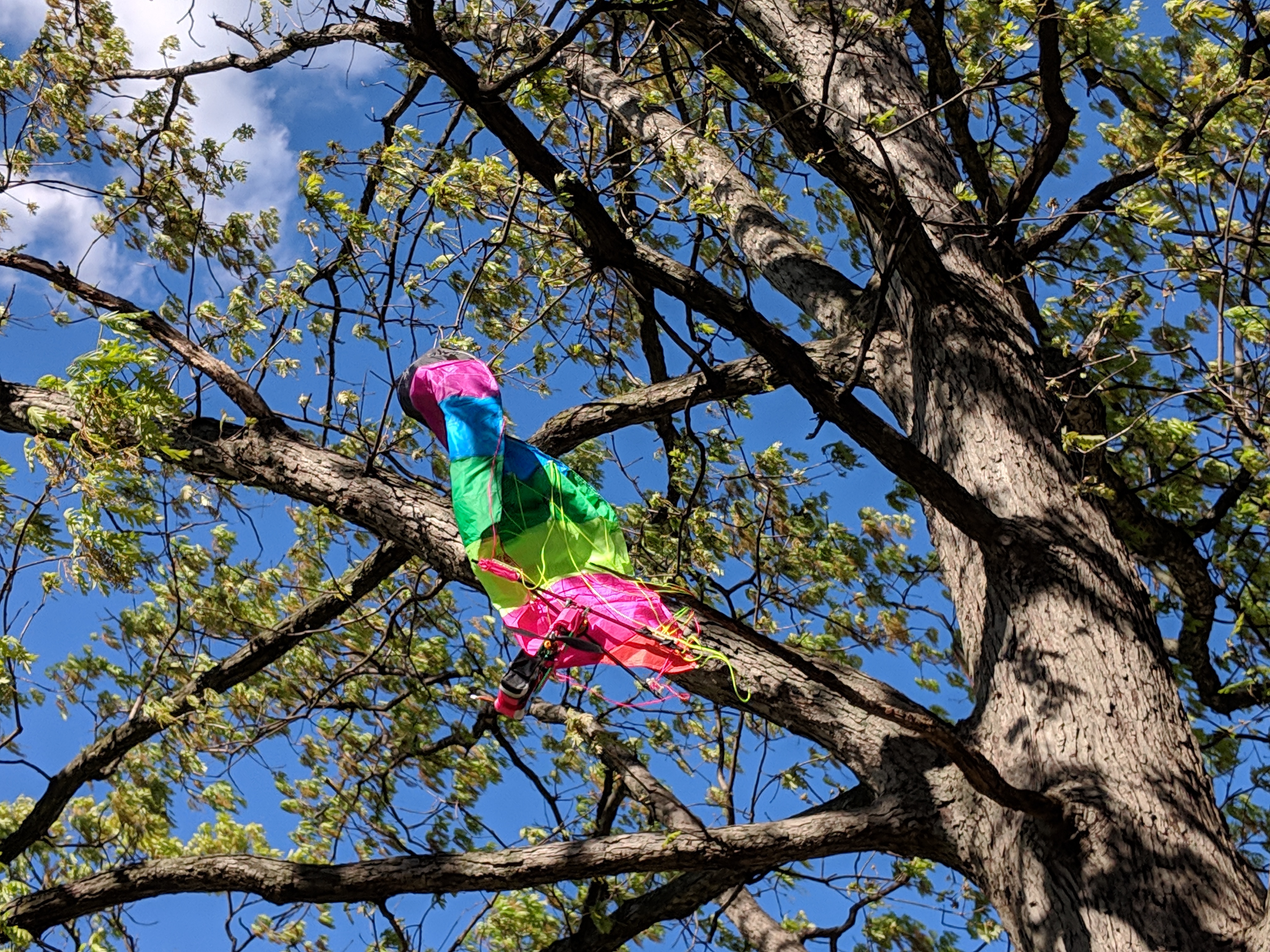 Stuck in Tree
